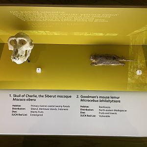 Newly discovered primate species display 1.8.25