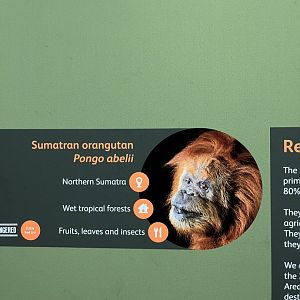 Strange looking orangutan 1.8.25