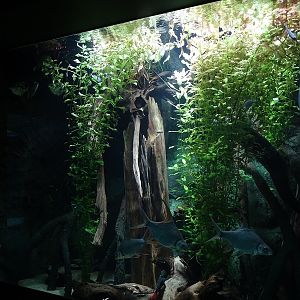 Aquarium: Tank for fire eel, archer fish and others (species list in comments)