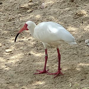 American White Ibis-July 2025