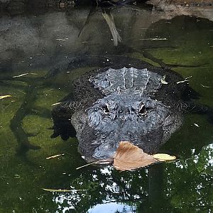 American Alligator-Cameron Park Zoo