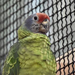 Red-Tailed Amazon (Amazona brasiliensis)
