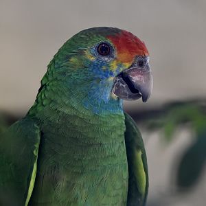 Red-Browed Amazon (Amazona rhodocorytha)