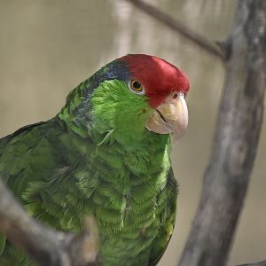 Red-Crowned Amazon (Amazona viridigenalis)