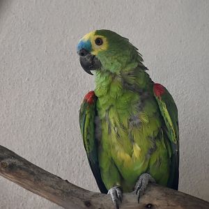 Red-Shouldered Turquoise-Fronted Amazon (Amazona aestiva aestiva)