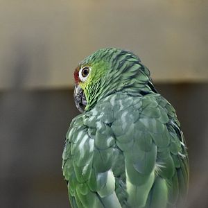 Lilacine Amazon (Amazona lilacina)