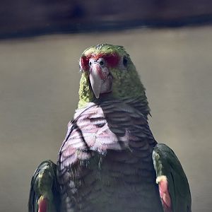 Vinaceous-Breasted Amazon (Amazona vinacea)