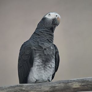 Timneh Parrot (Psittacus timneh timneh)