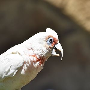 Long-Billed Corella (Cacatua tenuirostris)