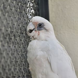 Little Corella (Cacatua sanguinea)