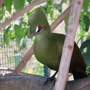 Buffon's Turaco (Tauraco persa buffoni)