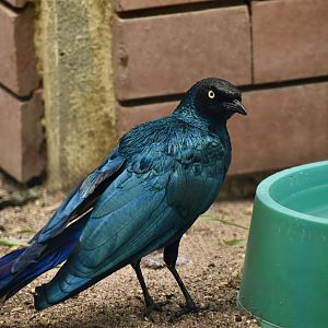 Long-Tailed Glossy Starling (Lamprotornis caudatus)
