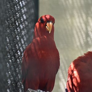 Seram Red Lory (Eos bornea bornea)