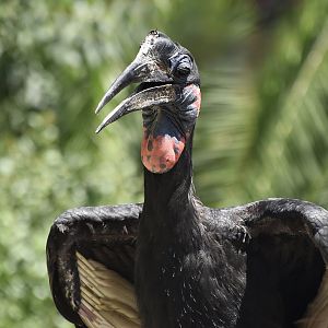 Abyssinian Ground Hornbill (Bucorvus abyssinicus) male