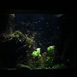 Aquarium: Asiatic freshwater tank (species list in comments)