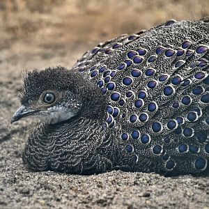 Grey Peacock-Pheasant (Polyplectron bicalcaratum) male