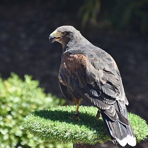 Harris's Hawk (Parabuteo unicinctus)