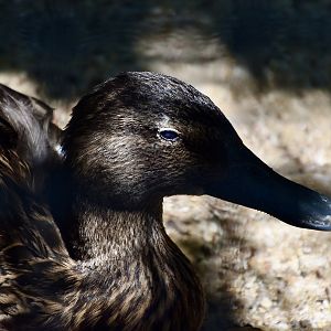 Meller's Duck (Anas melleri)