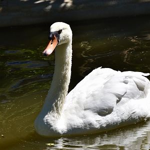 Mute Swan (Cygnus olor)