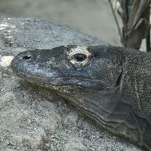 Komodo Dragon (Varanus komodoensis)