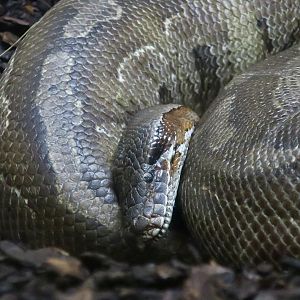 Brongersma's Short-Tailed Python (Python brongersmai)