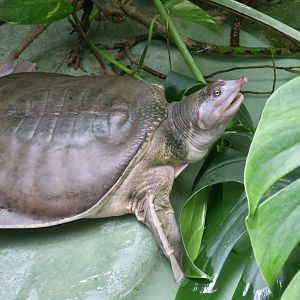 Florida Softshell Turtle (Apalone ferox)