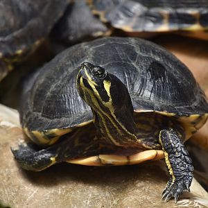Florida Red-Bellied Cooter (Pseudemys nelsoni)