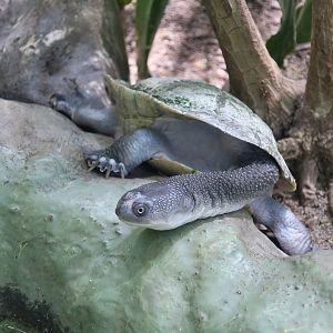 Roti Island Snake-Necked Turtle (Chelodina mccordi)