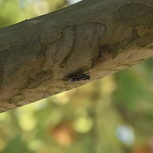 Ash Cicada (Cicada orni) - wild