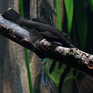 Pleco / suckermouth catfish
