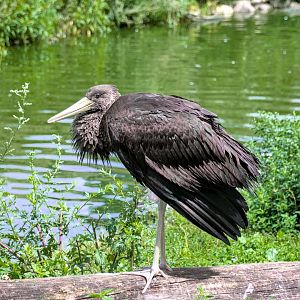 Juvenile black stork (Ciconia nigra)
