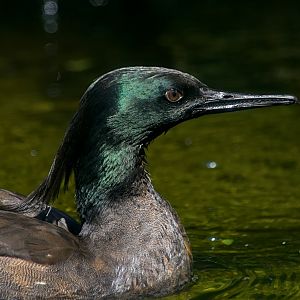 Brazilian merganser (Mergus octosetaceus)
