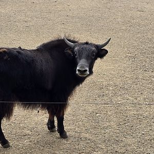 Domestic yak