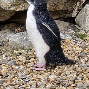 Rockhopper penguin