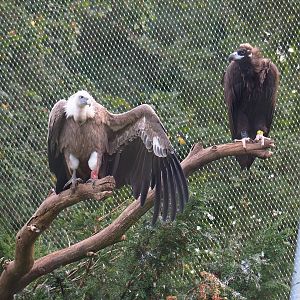 Western Eurasian griffon vulture (Gyps fulvus fulvus) and Cinereous vultures (Aegypius monachus), 2023-09-19