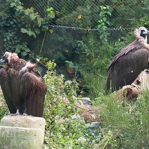 Cinereous vultures (Aegypius monachus), 2023-09-19