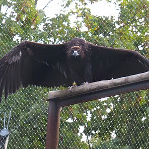 Cinereous vulture (Aegypius monachus), 2023-09-19