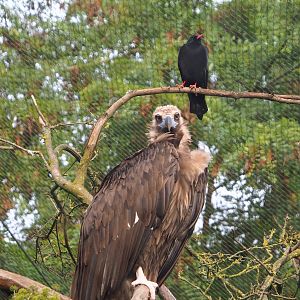 Cinereous vulture (Aegypius monachus) and Red-billed chough (Pyrrhocorax pyrrhocorax), 2023-09-19