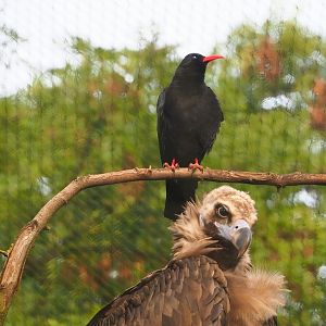 Cinereous vulture (Aegypius monachus) and Red-billed chough (Pyrrhocorax pyrrhocorax), 2023-09-19