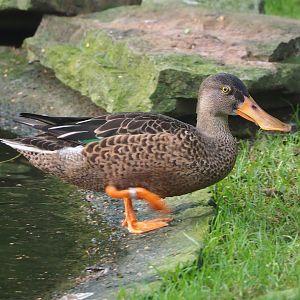Northern shoveler (Spatula clypeata), 2023-09-19