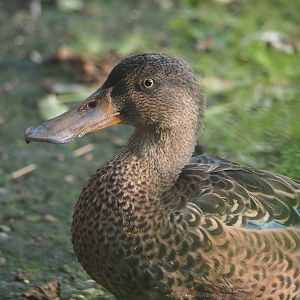 Northern shoveler (Spatula clypeata), 2023-09-19