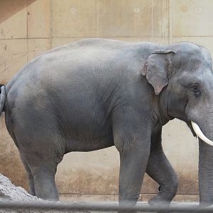 Asian elephant (Elephas maximus) bull Kanvar, 2023-09-19