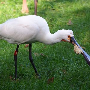 Eurasian spoonbill (Platalea leucorodia), 2023-09-19