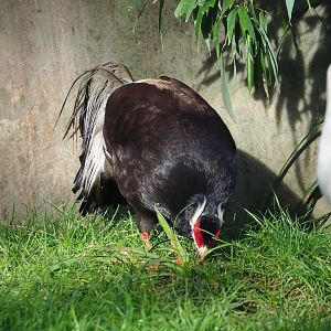 Brown eared pheasant (Crossoptilon mantchuricum), 2023-09-19