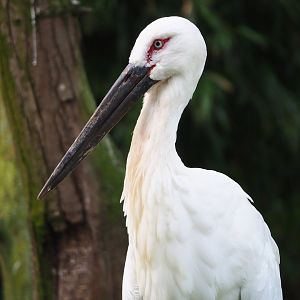 Oriental white stork (Ciconia boyciana), 2023-09-19