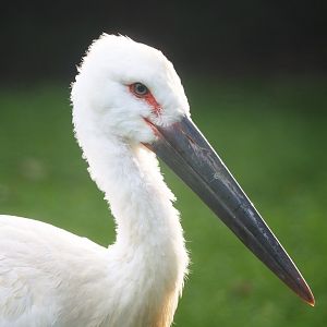 Oriental white stork (Ciconia boyciana), 2023-09-19