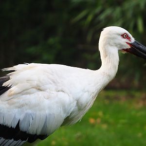 Oriental white stork (Ciconia boyciana), 2023-09-19