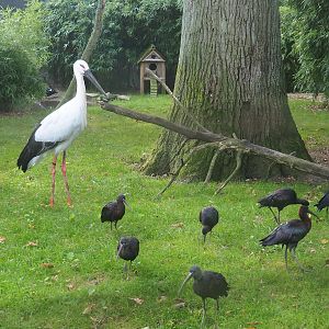 Oriental white stork (Ciconia boyciana) and Glossy ibises (Plegadis falcinellus), 2023-09-19