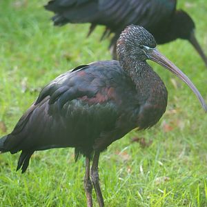 Glossy ibis (Plegadis falcinellus), 2023-09-19