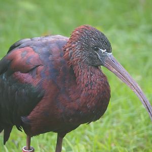 Glossy ibis (Plegadis falcinellus), 2023-09-19
